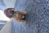 Stunning IKC Registered Hungarian Vizsla puppies for sale in Tipperary