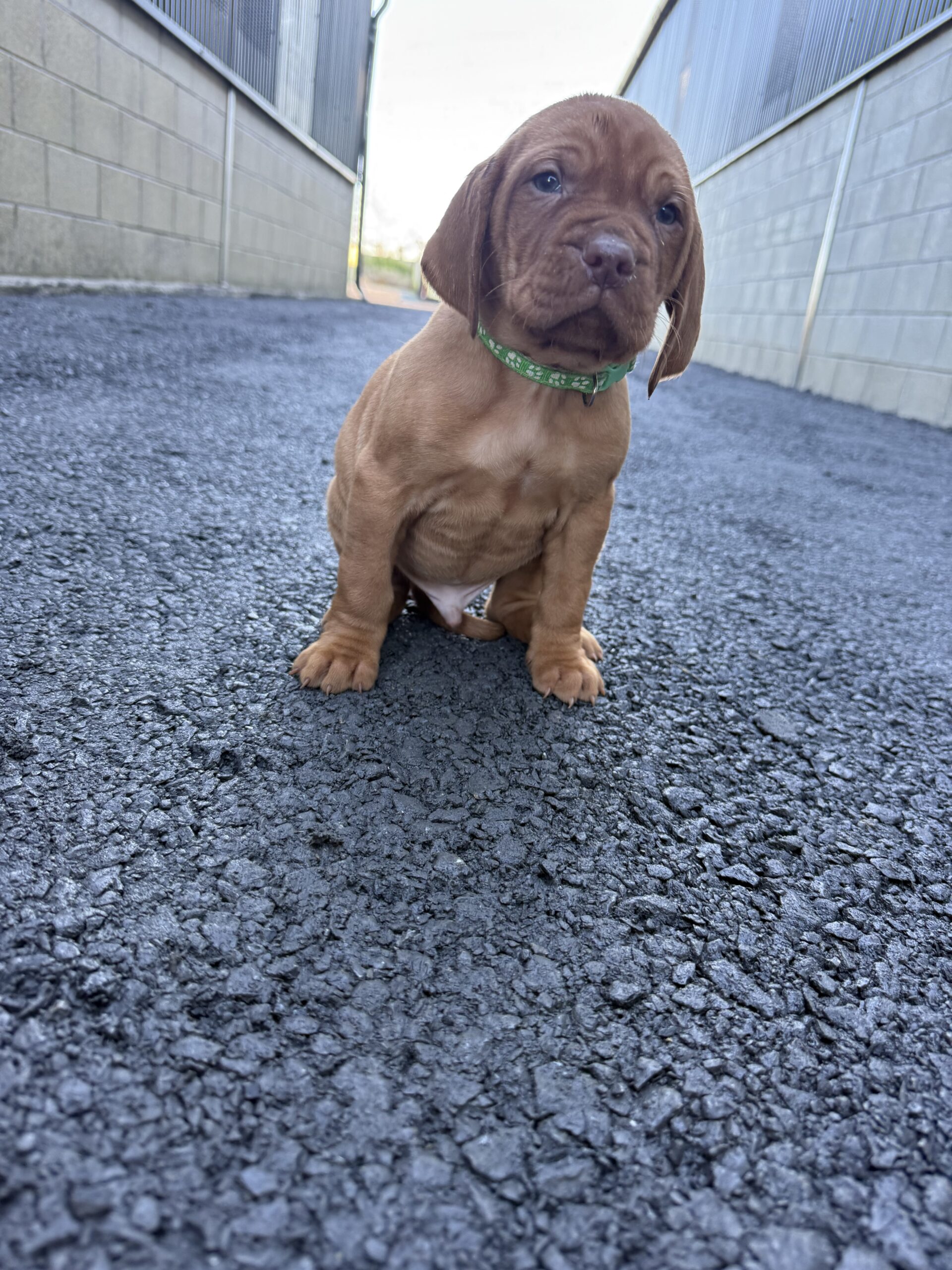 Stunning IKC Registered Hungarian Vizsla puppies for sale in Tipperary
