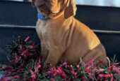 Stunning IKC Registered Hungarian Vizsla puppies for sale in Tipperary