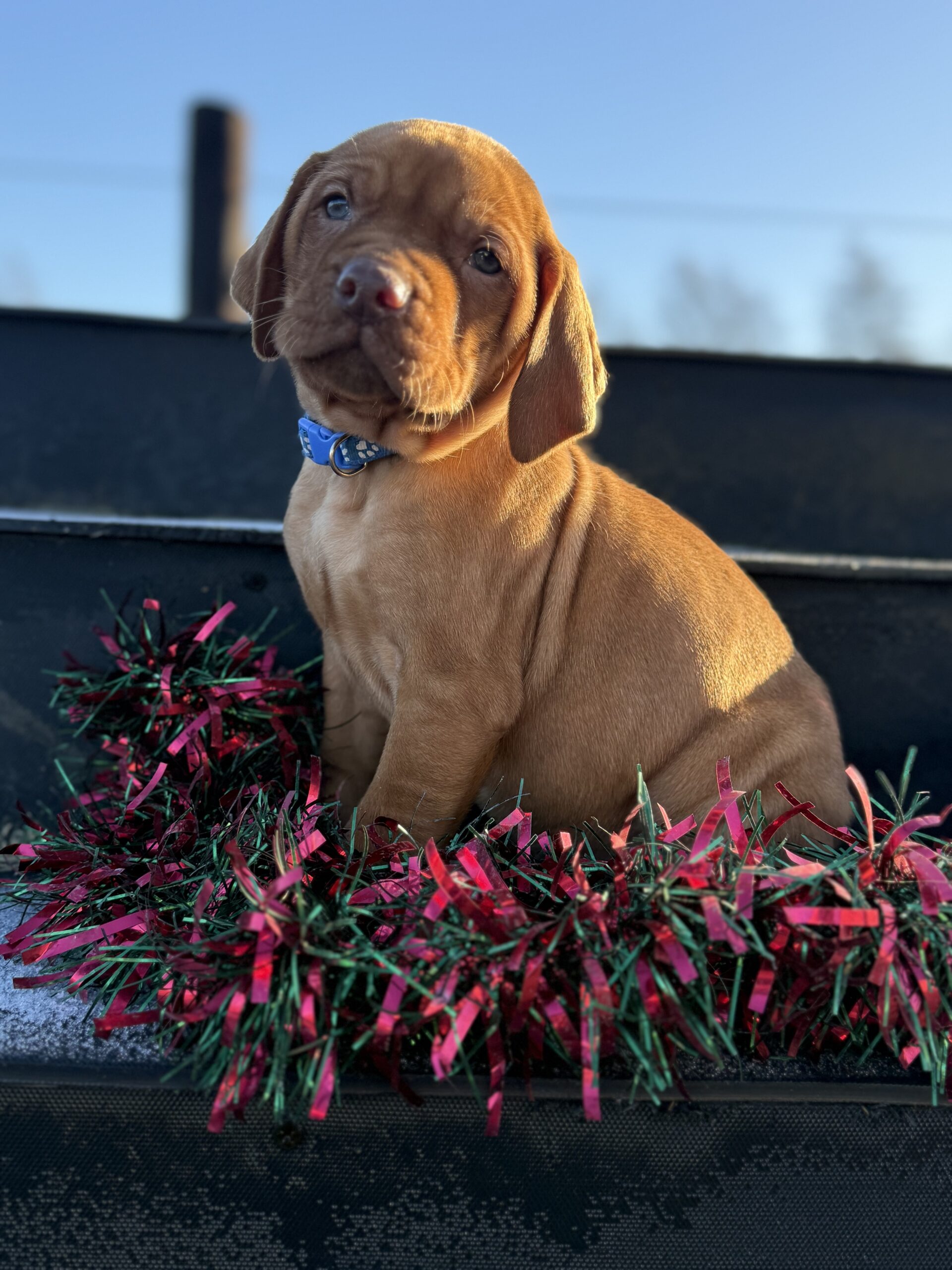 Stunning IKC Registered Hungarian Vizsla puppies for sale in Tipperary