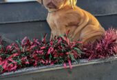 Stunning IKC Registered Hungarian Vizsla puppies for sale in Tipperary