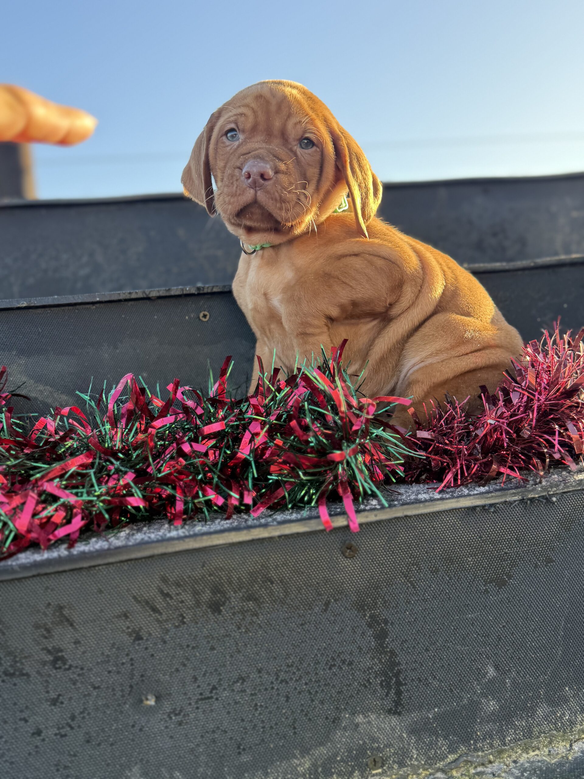Stunning IKC Registered Hungarian Vizsla puppies for sale in Tipperary
