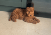 Mini Cavapoo