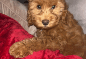 Mini Cavapoo