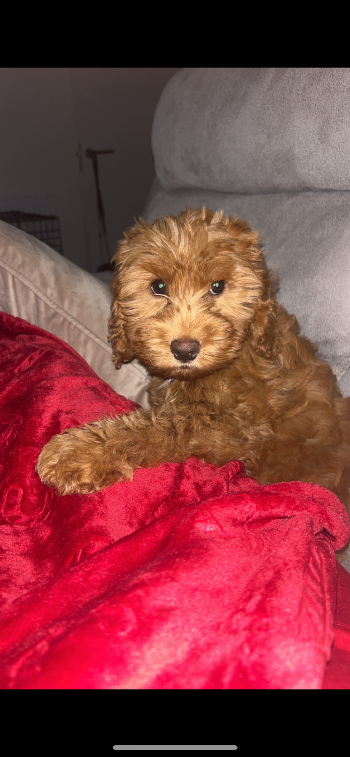 Mini Cavapoo