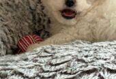 Bichon frise puppy