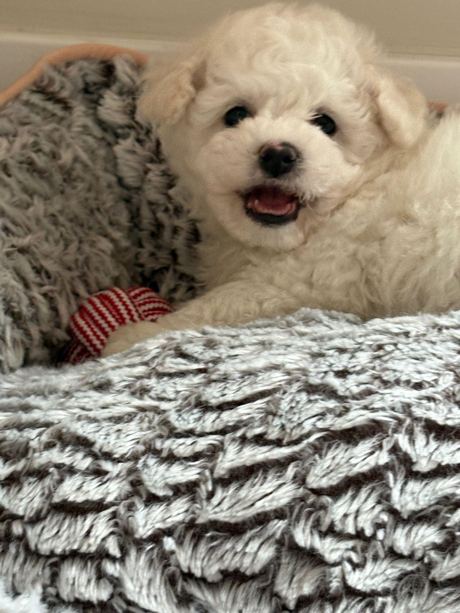 Bichon frise puppy
