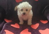 Bichon frise puppy