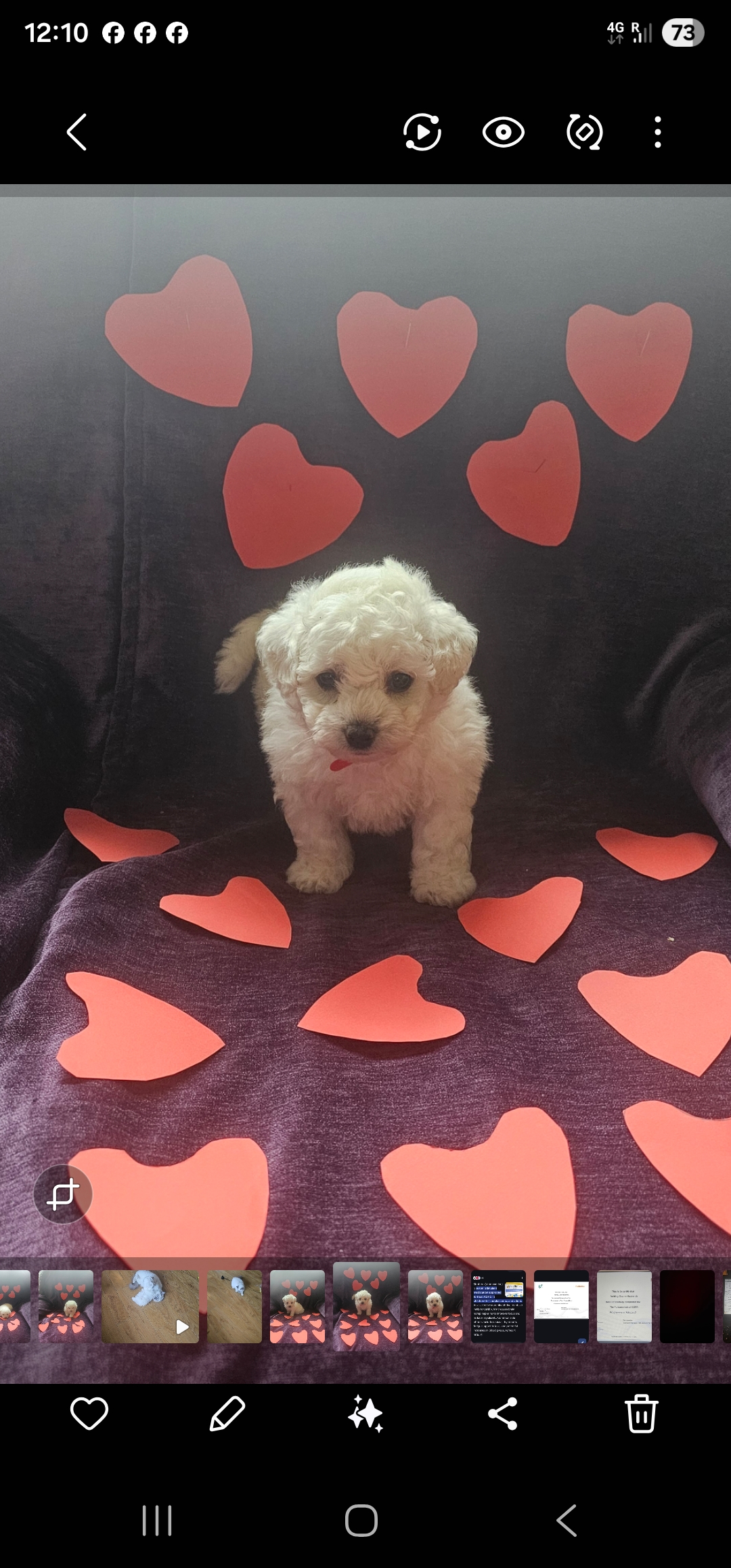 Bichon frise puppy