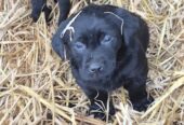 3 Beautiful Black female labrador puppies