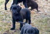 3 Beautiful Black female labrador puppies
