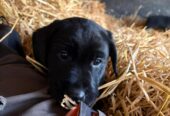 3 Beautiful Black female labrador puppies