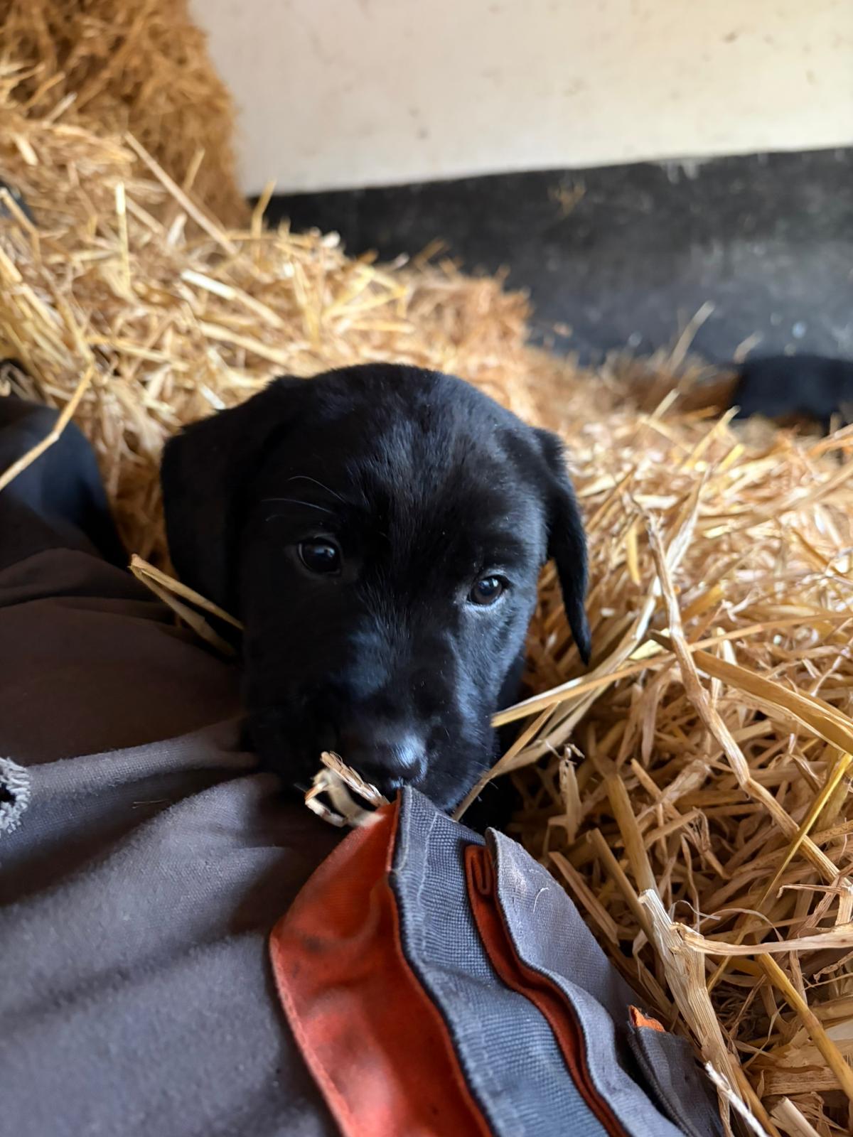 3 Beautiful Black female labrador puppies