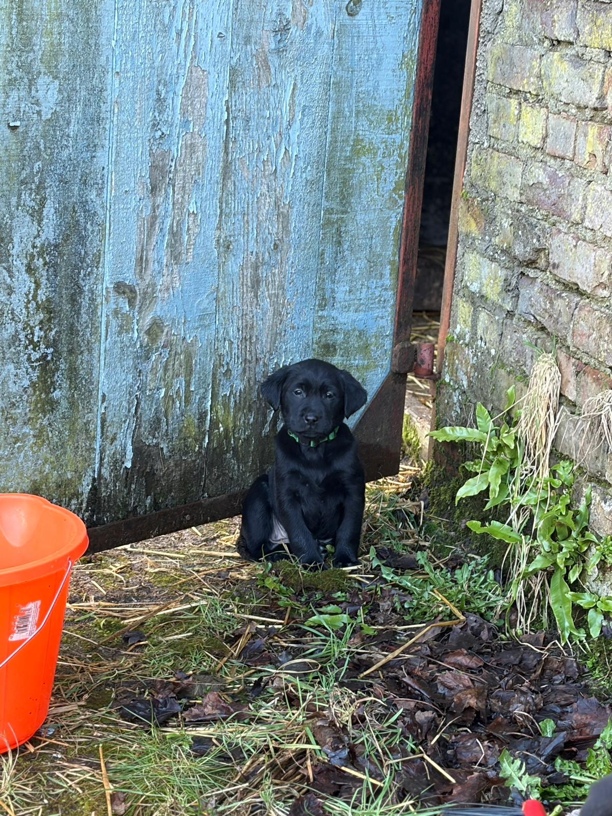 3 Beautiful Black female labrador puppies