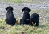 3 Beautiful Black female labrador puppies