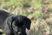 3 Beautiful Black female labrador puppies