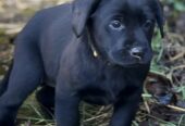 3 Beautiful Black female labrador puppies