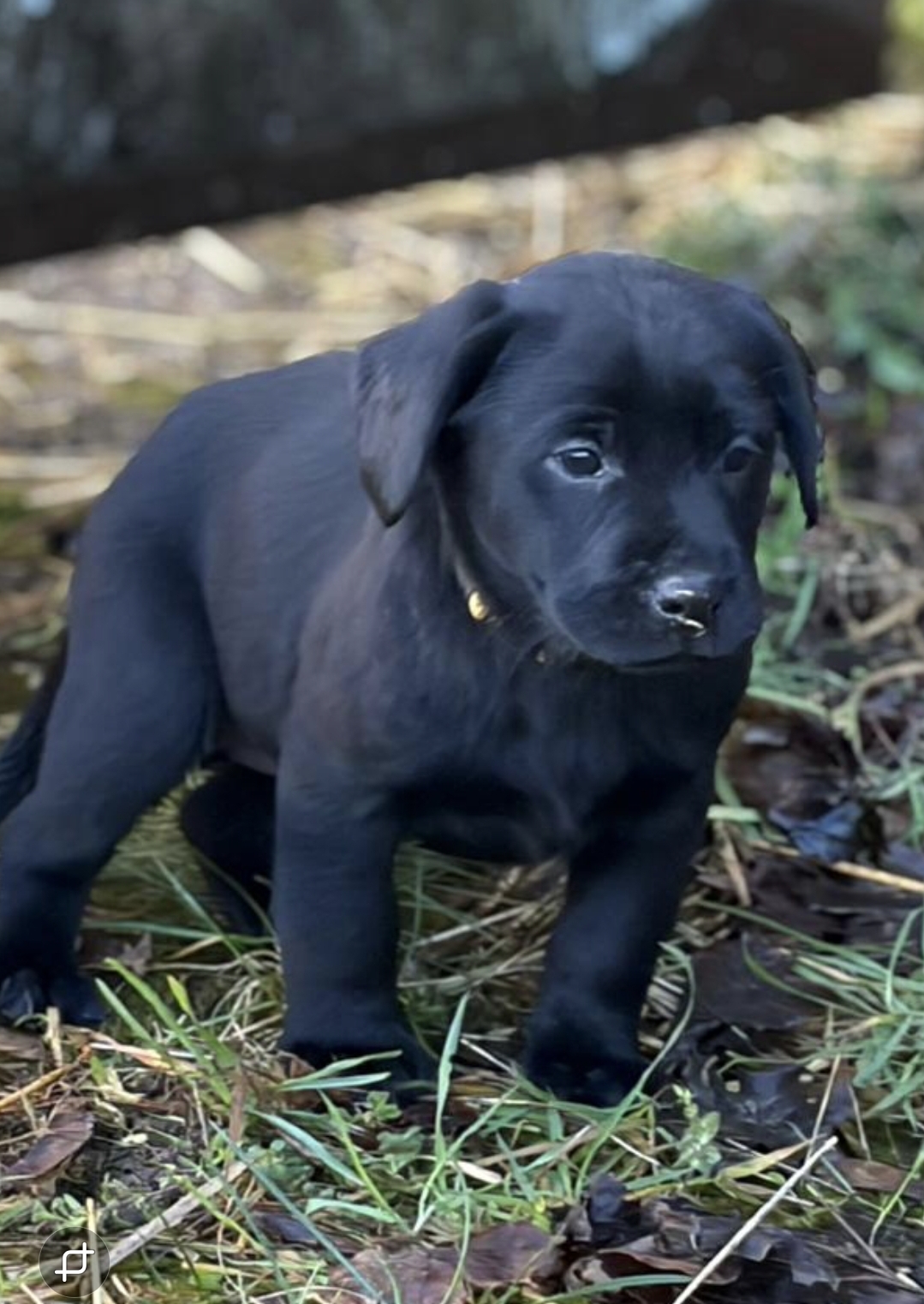 3 Beautiful Black female labrador puppies
