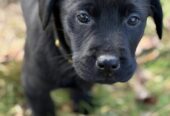 3 Beautiful Black female labrador puppies