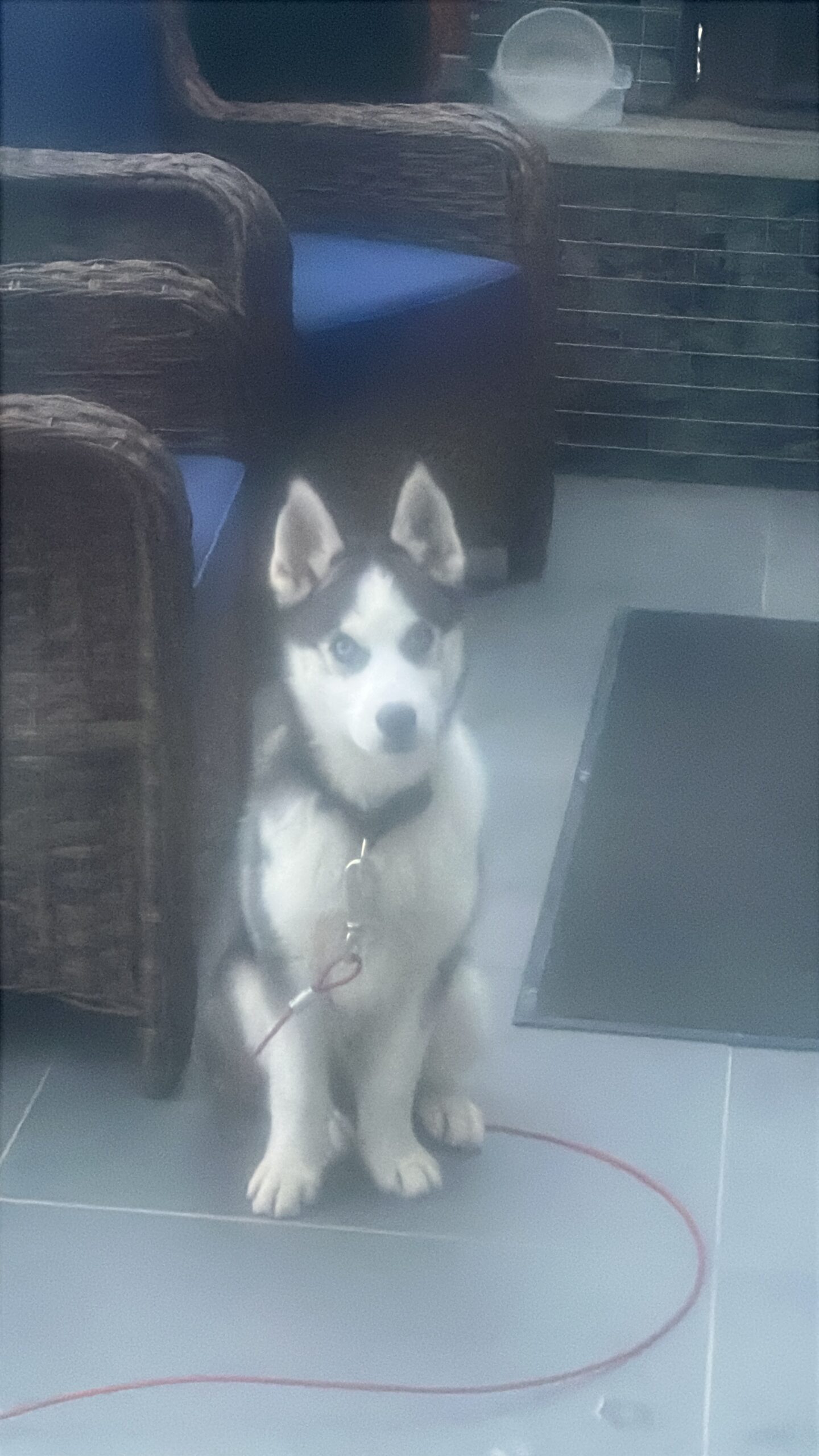 Siberian husky
