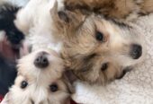 Pedigree Chinese crested puppies