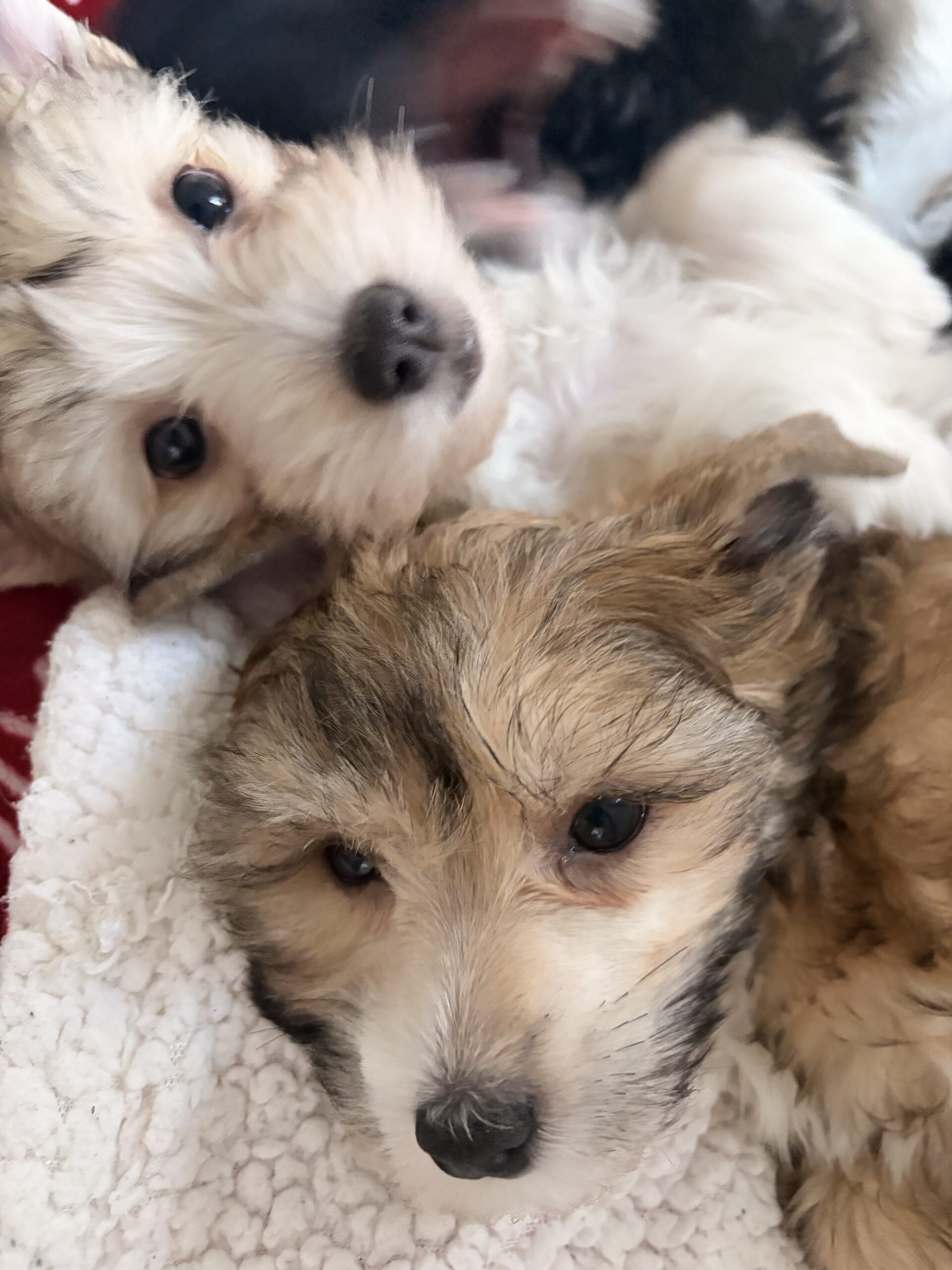Pedigree Chinese crested puppies