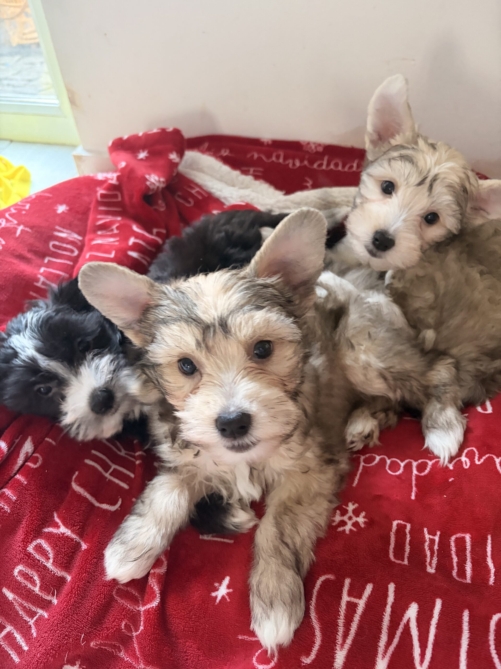 Pedigree Chinese crested puppies