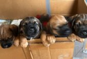 Beautiful Pedigree Border Terrier Male Pups