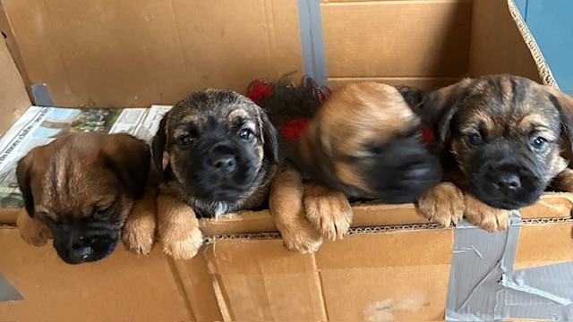 Beautiful Pedigree Border Terrier Male Pups