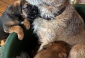 Beautiful Pedigree Border Terrier Male Pups