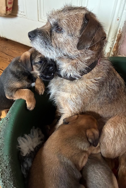 Beautiful Pedigree Border Terrier Male Pups