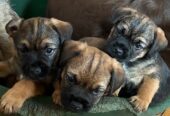 Beautiful Pedigree Border Terrier Male Pups