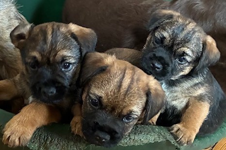 Beautiful Pedigree Border Terrier Male Pups