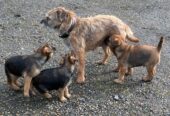 Beautiful Pedigree Border Terrier Male Pups