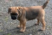 Beautiful Pedigree Border Terrier Male Pups