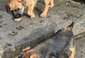 Beautiful Pedigree Border Terrier Male Pups