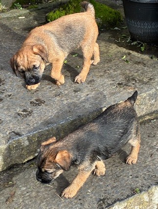 Beautiful Pedigree Border Terrier Male Pups