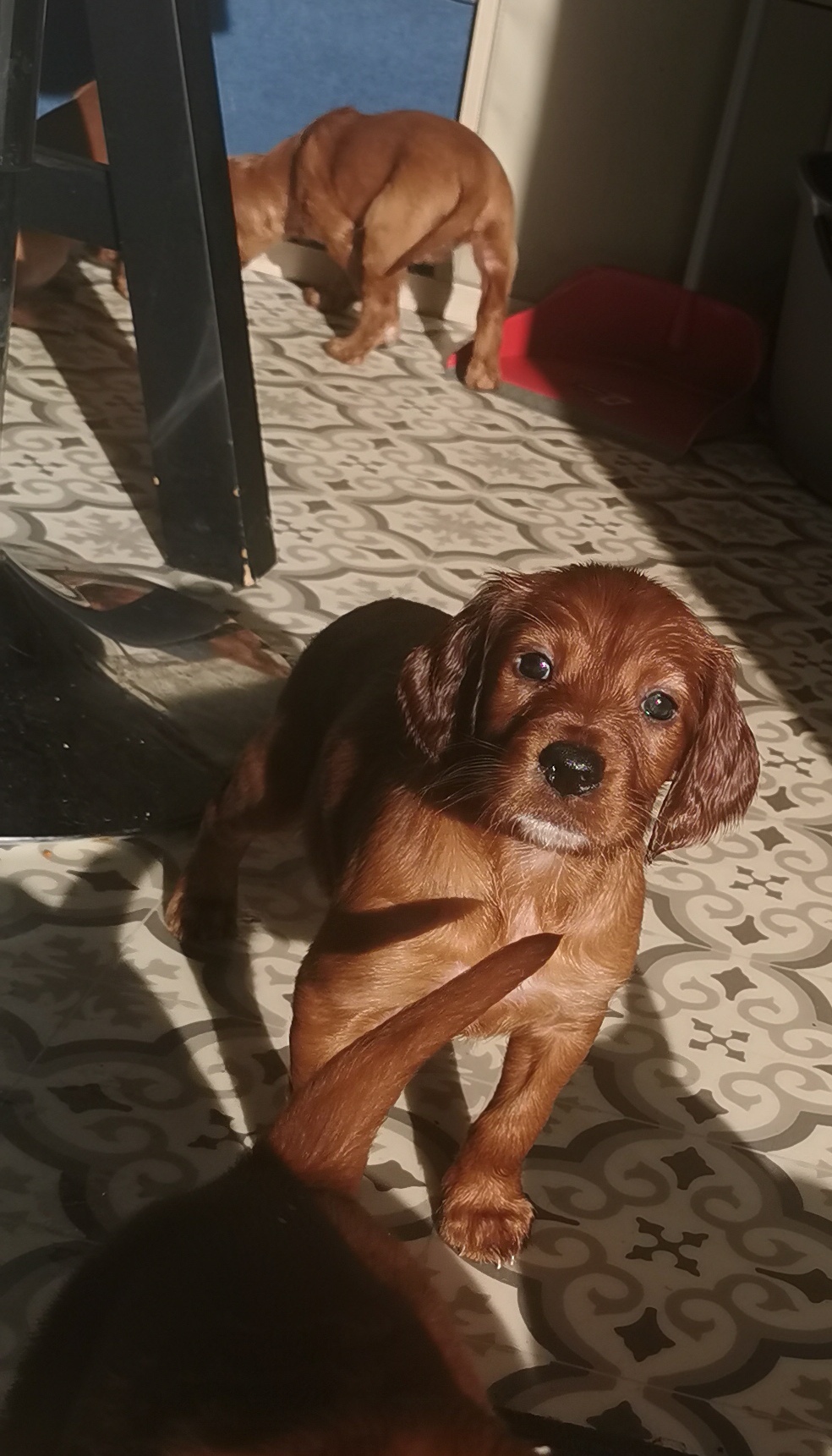 Clever and cute family dogs for You :)