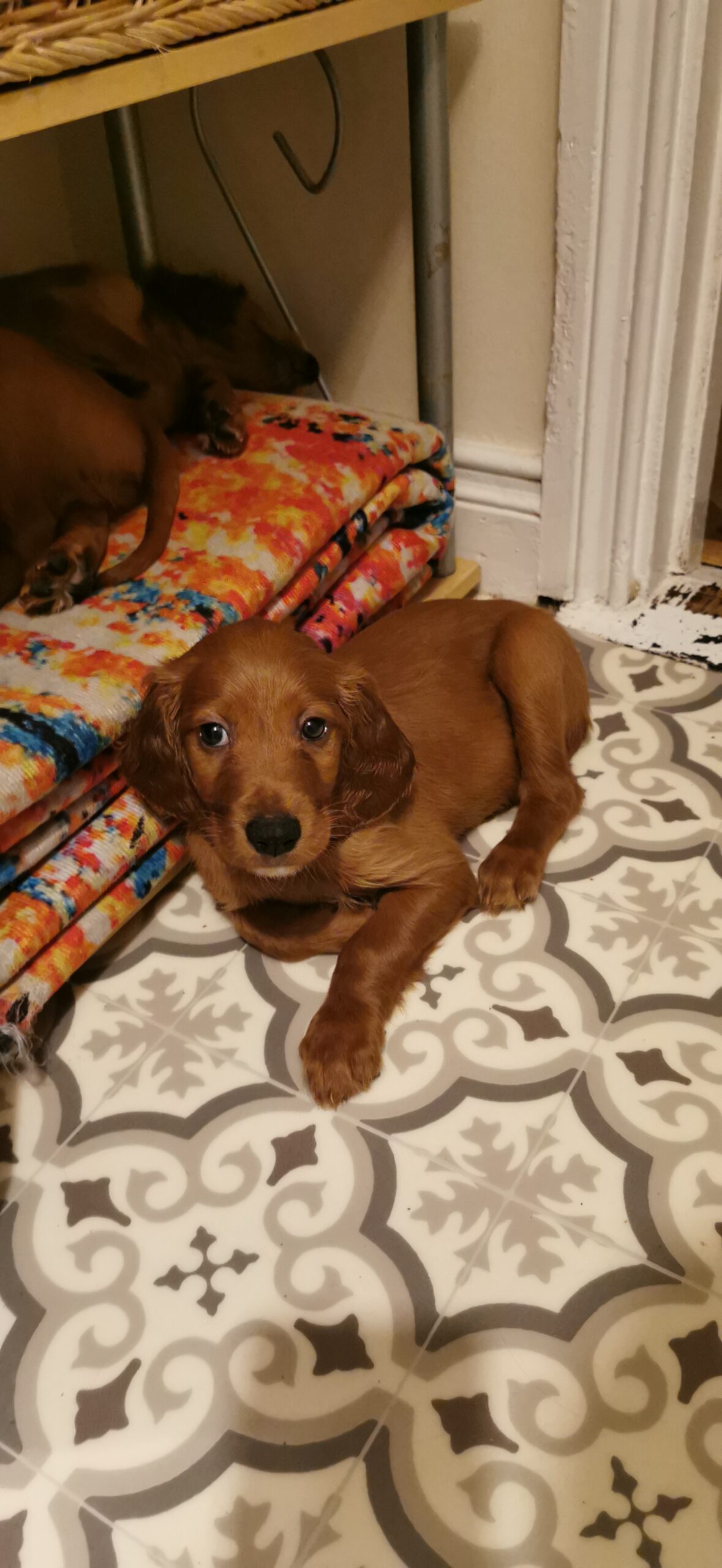 Clever and cute family dogs for You :)