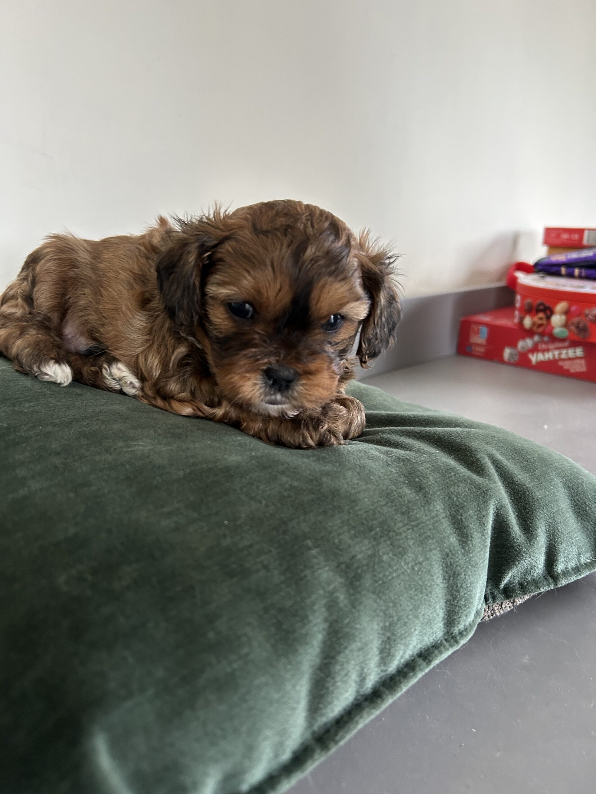 Shih-Poo’s for sale in west Clare