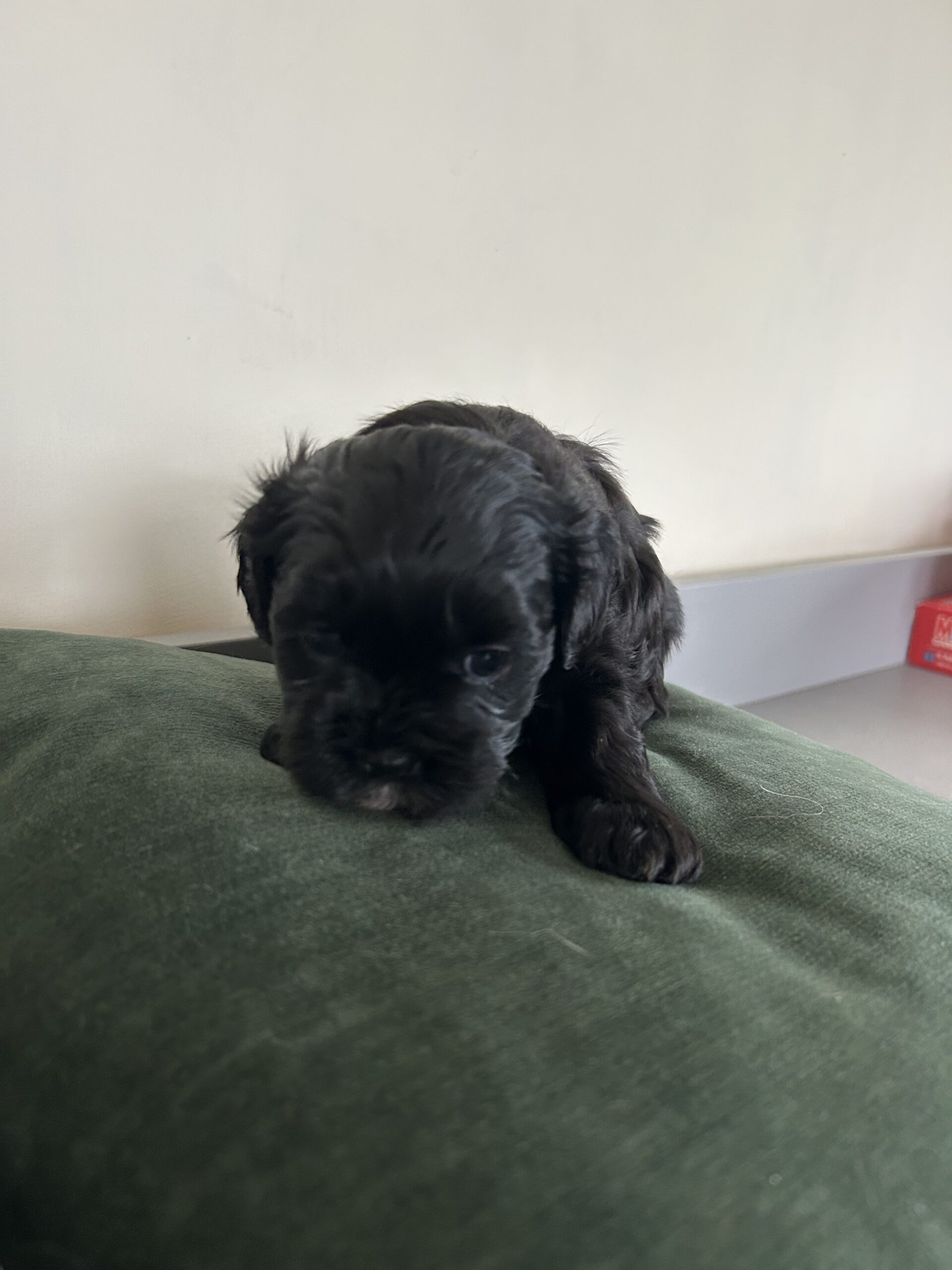 Shih-Poo’s for sale in west Clare