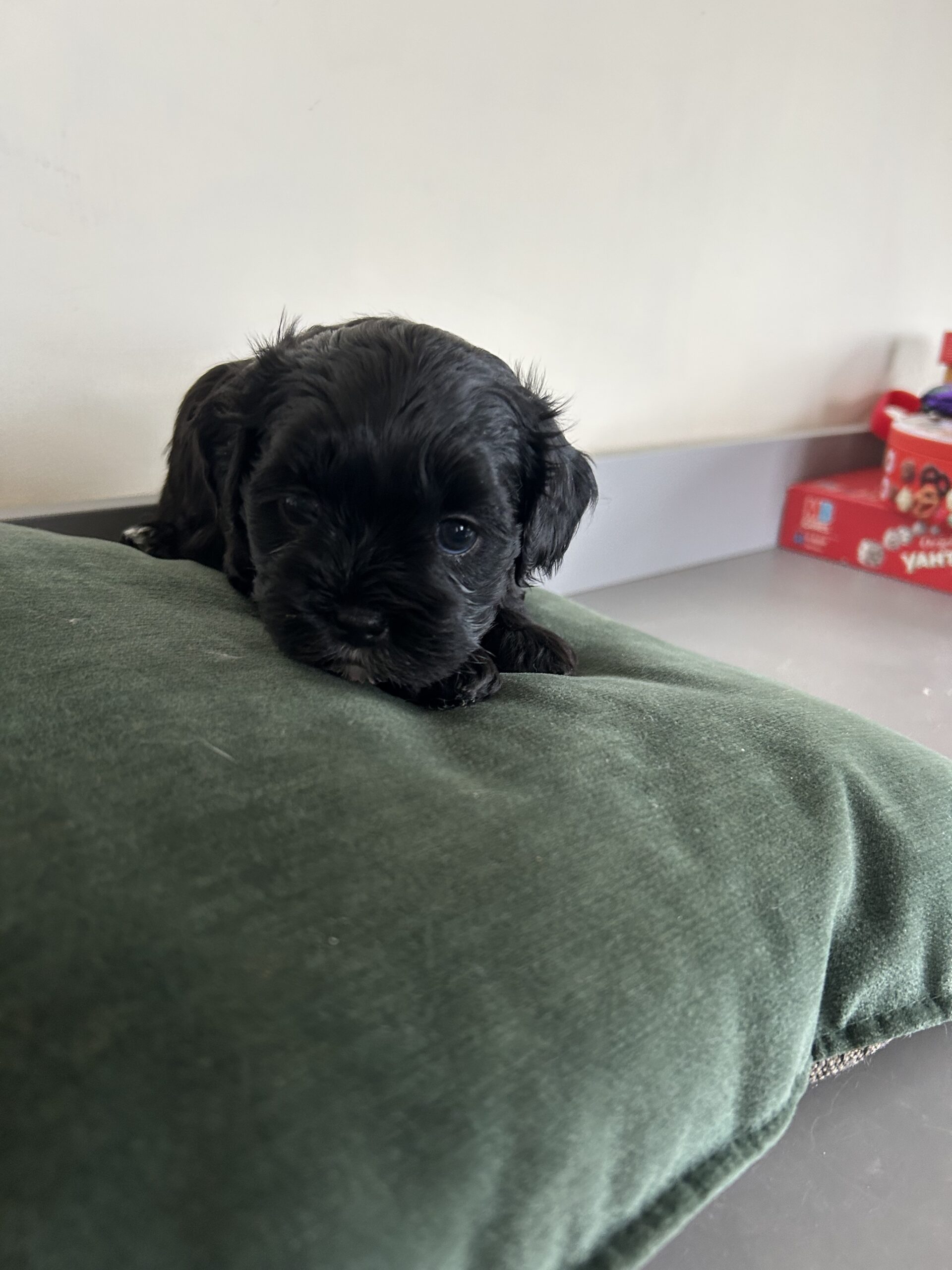 Shih-Poo’s for sale in west Clare