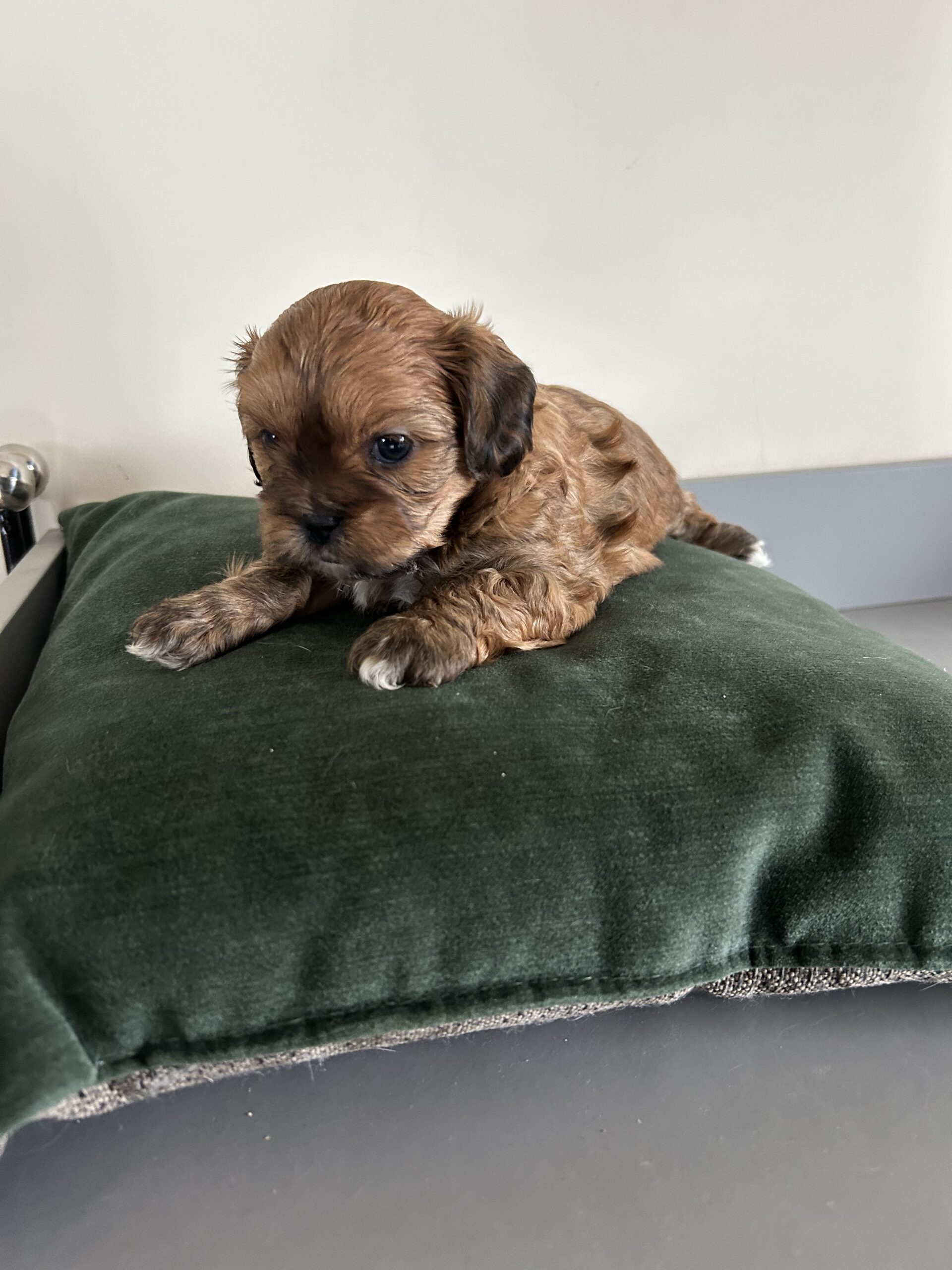 Shih-Poo’s for sale in west Clare