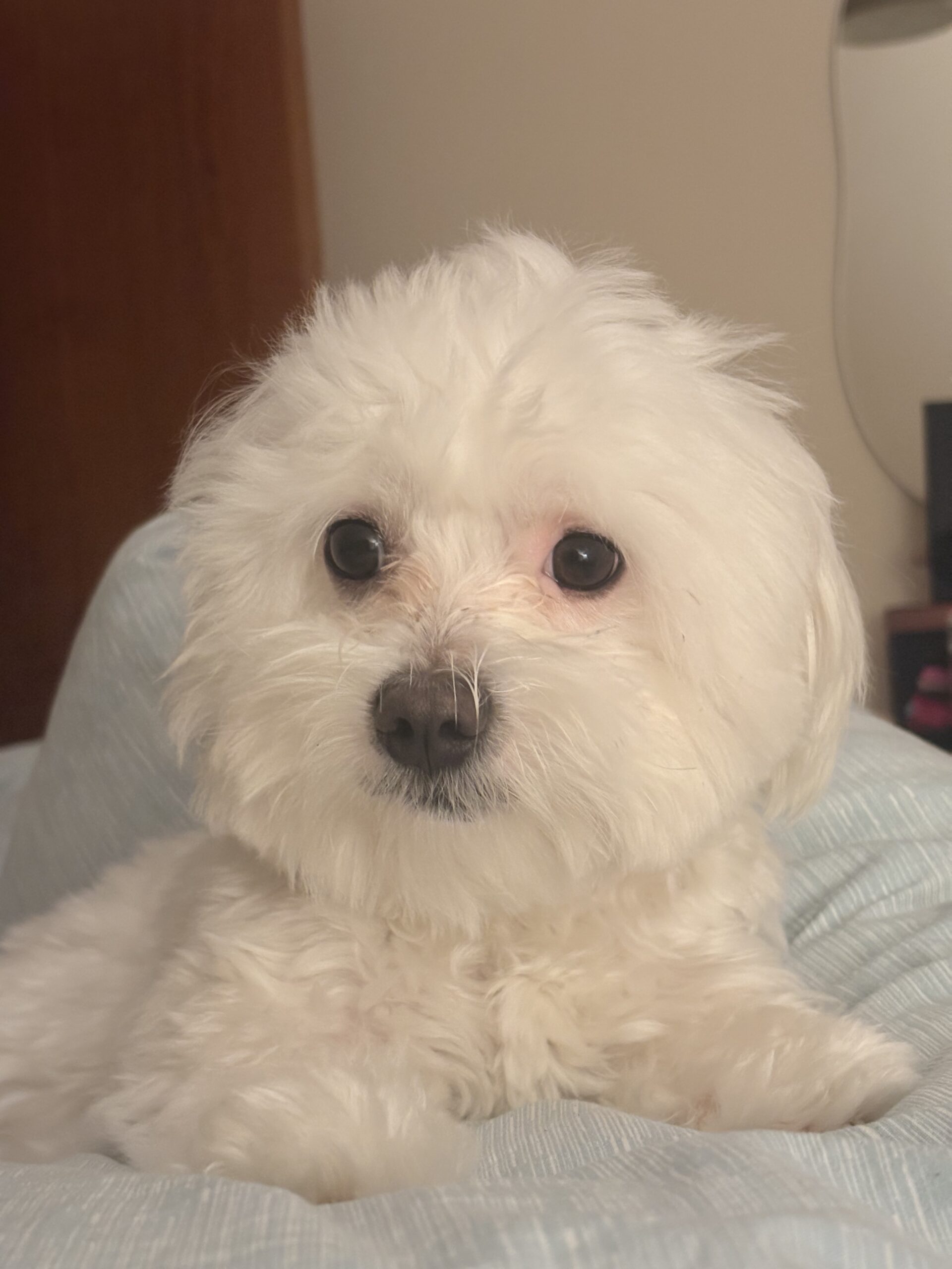 Friendly apartment dog 🐶