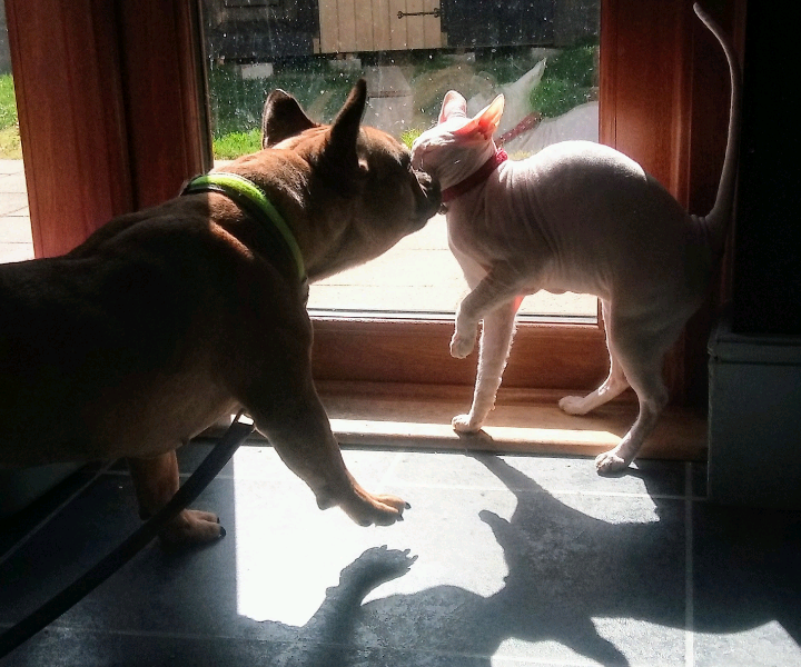 Blue Merle French Bulldog X Bull Mastiff