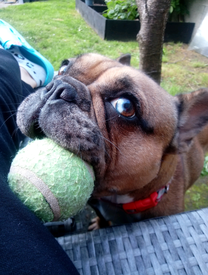 Blue Merle French Bulldog X Bull Mastiff