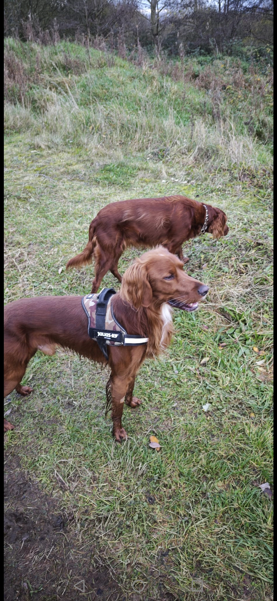 Clever and cute family dogs for You :)