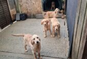 Golden Irish Retriever Pups