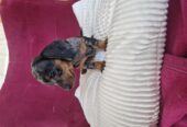 Mini Daschund puppy