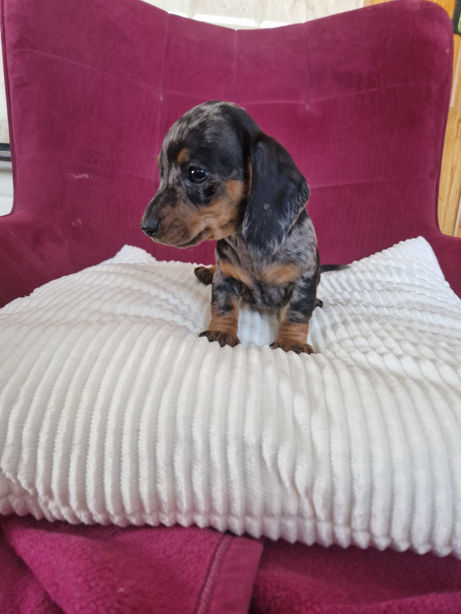 Mini Daschund puppy